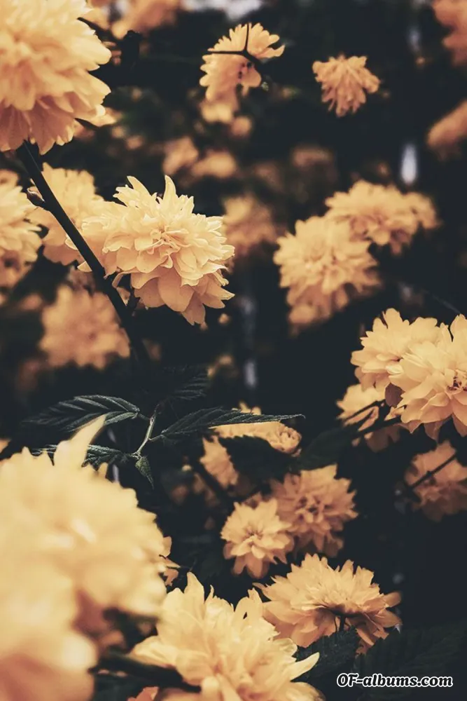 Image #2 of nrrrdgrrrlfree