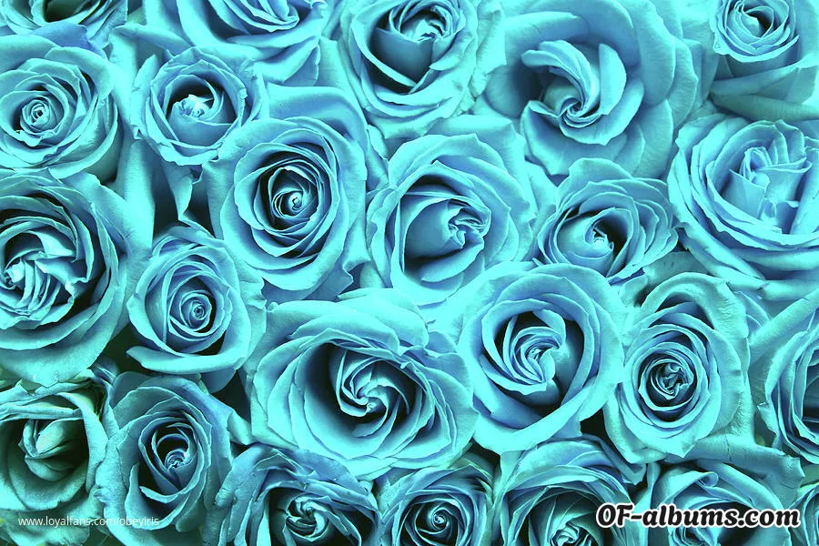Image #2 of obeyiris