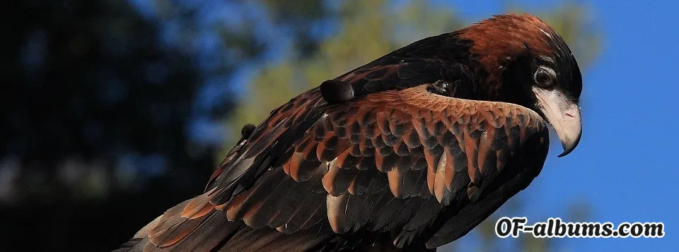 Image #2 of ozziephotography