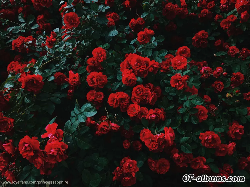 Image #4 of princesssapphire