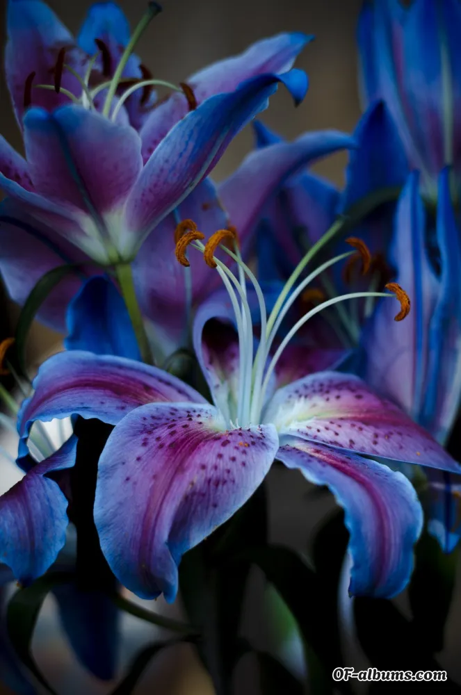 Image #5 of purpleobsessed