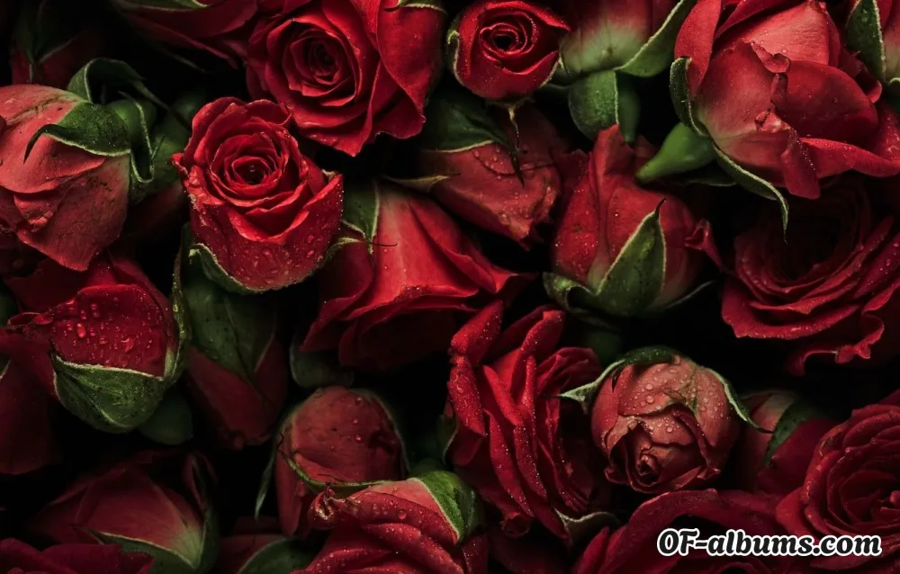 Image #2 of rossbabe