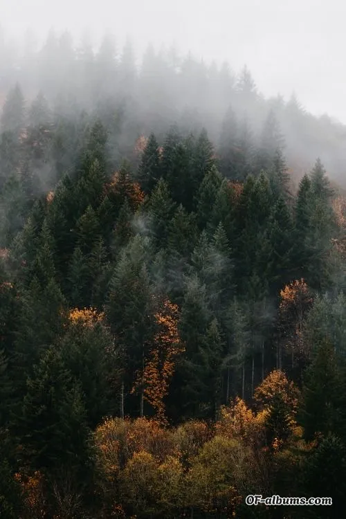 Image #4 of rvnekeeper