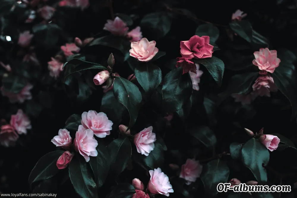 Image #2 of sabinakay