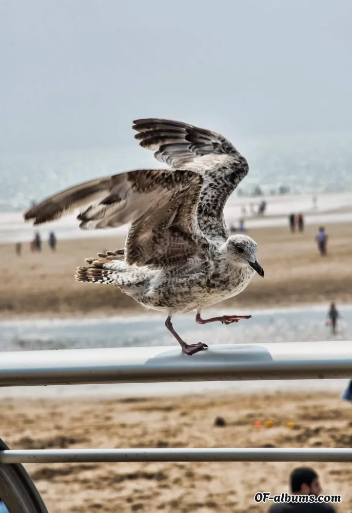 Image #2 of scarlett