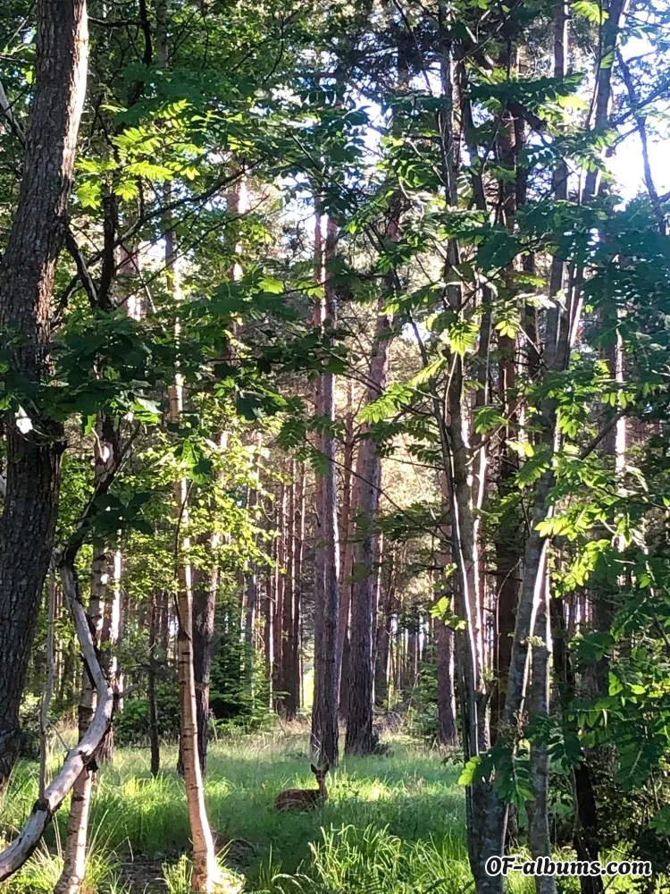 Image #2 of secretvicks