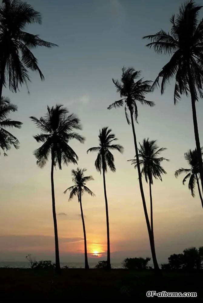 Image #4 of sextraveller