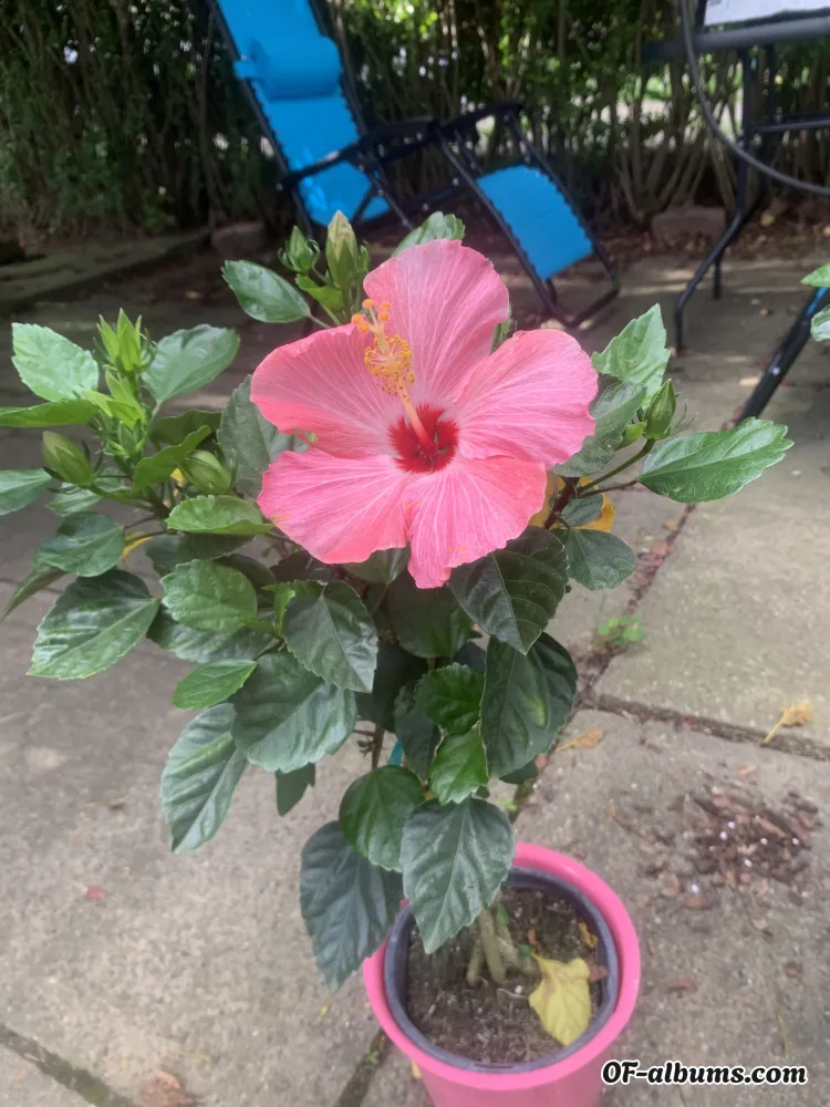 Image #2 of smoothtwunk