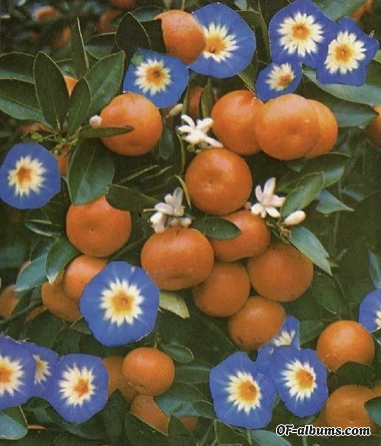 Image #2 of softlycitrus