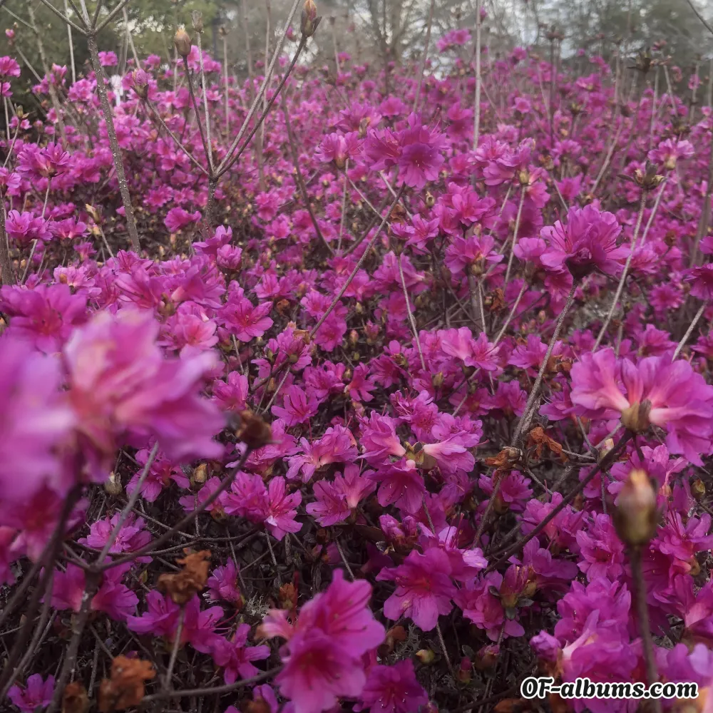 Image #2 of soju_peach