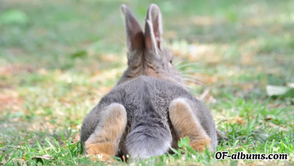 Image #4 of starbunny8