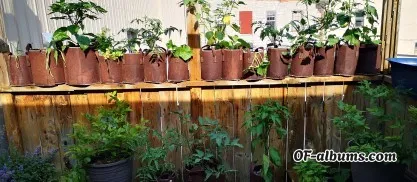 Image #2 of the_naked_gardener