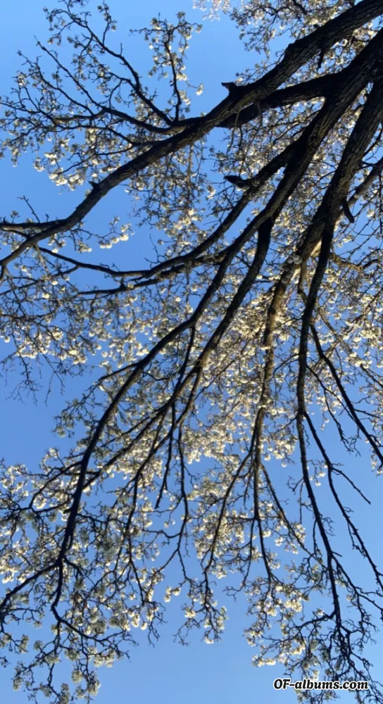 Image #2 of thedarkdoe