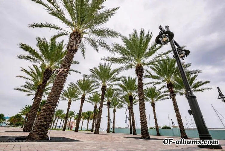 Image #6 of themandingoclub