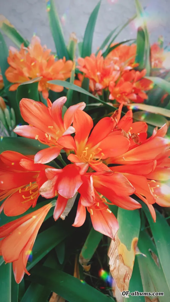 Image #2 of triiinitytafari