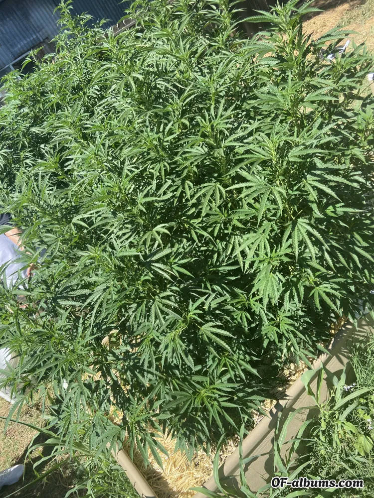 Image #1 of trippielilstonerbabe