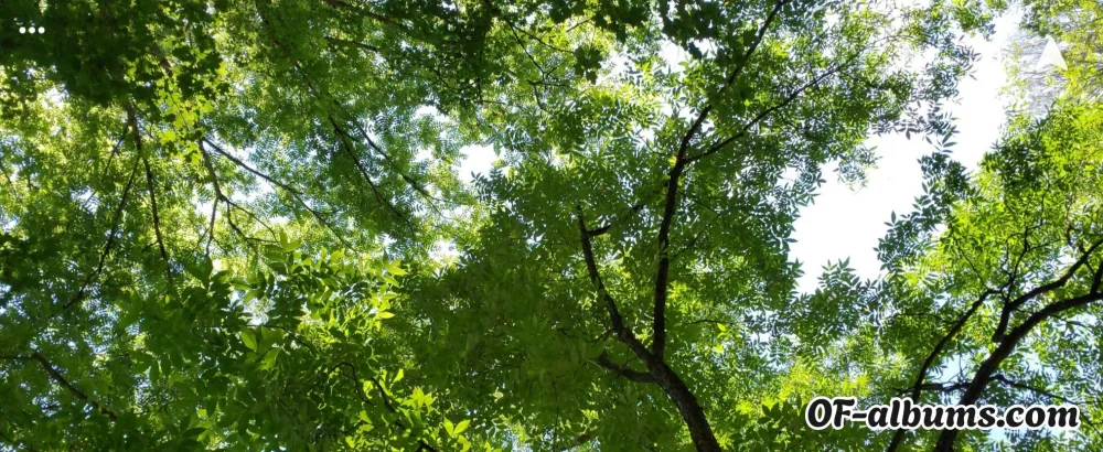 Image #2 of tsrosemarie