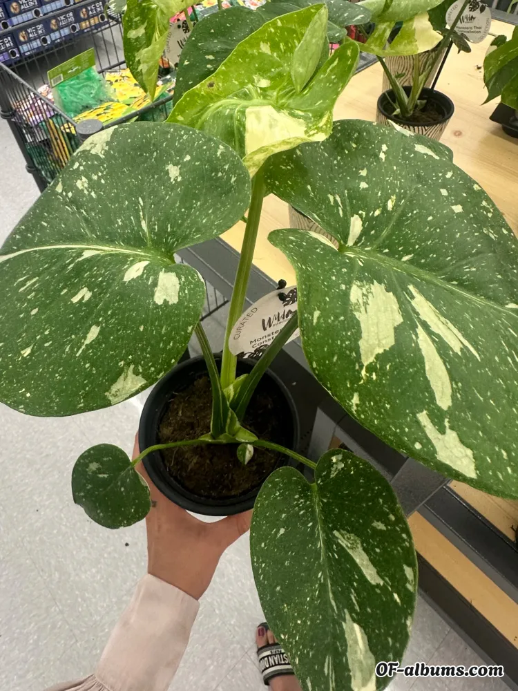 Image #2 of u134442404