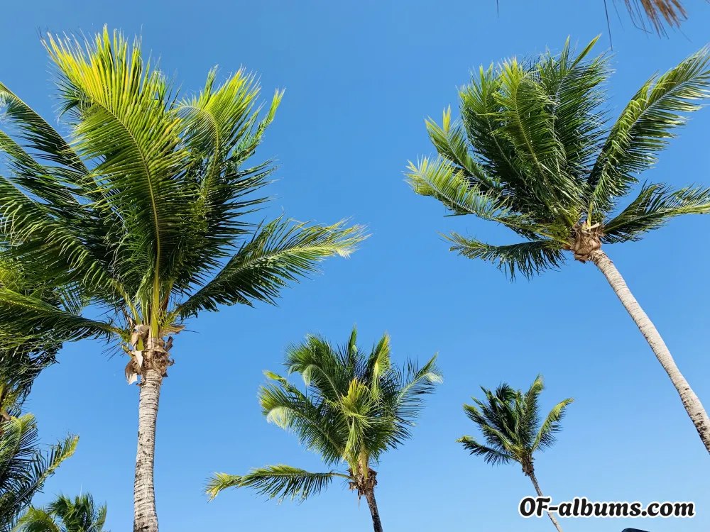 Image #2 of u20359886