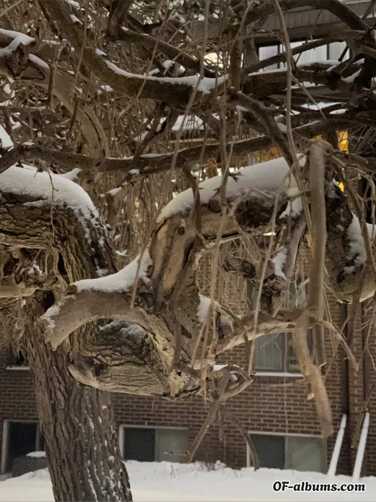 Image #2 of weepingwillows