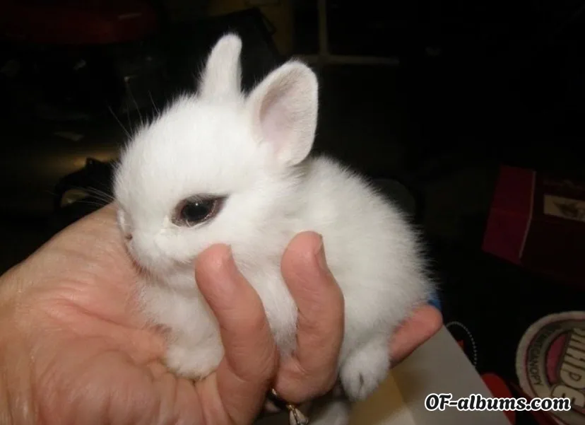 Image #1 of wickedmidnight