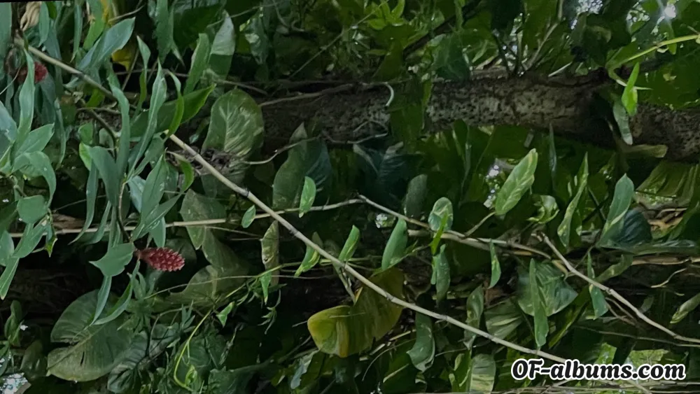 Image #2 of xxxastrid