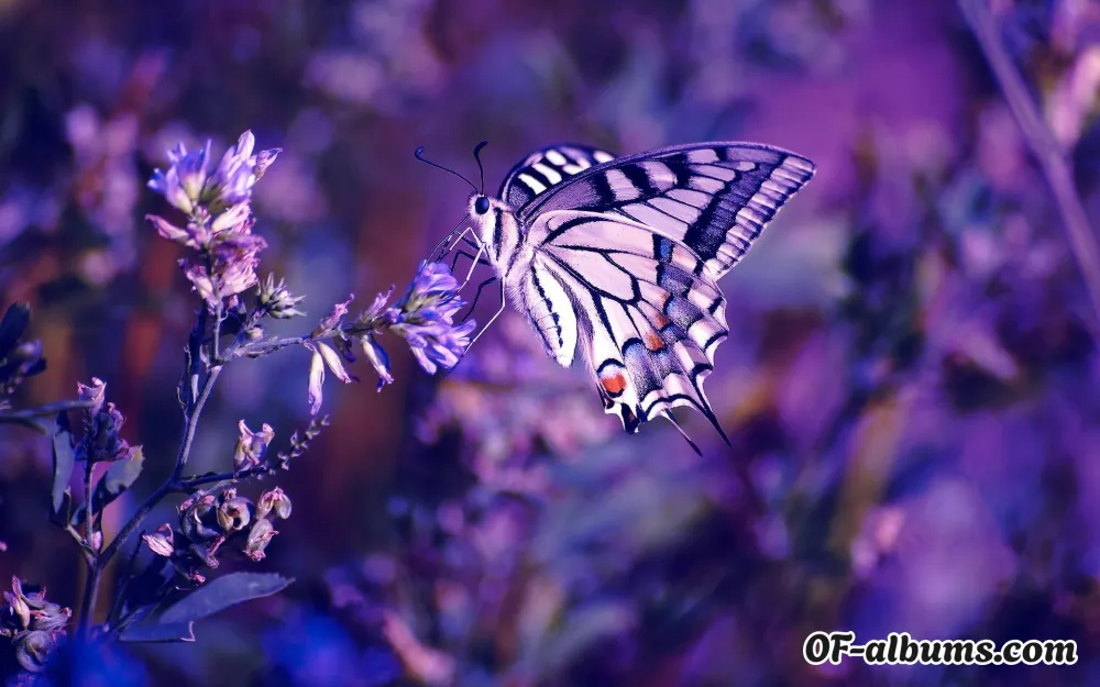 Image #2 of yainahkdg